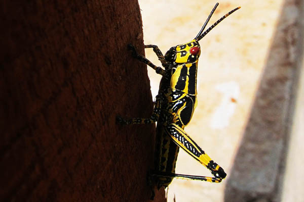 Variegated grasshopper in Zoukpangbeu